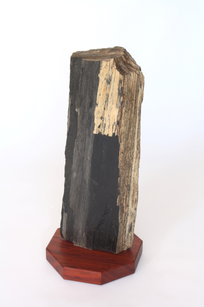 fossilized_front
