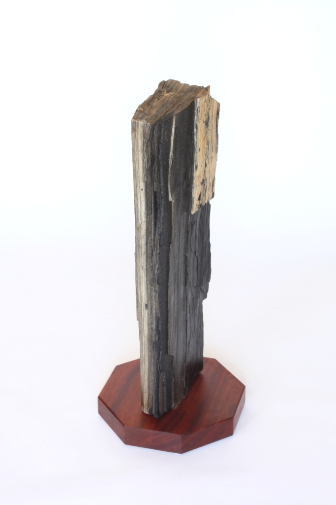 fossilized_side